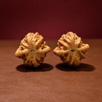 The "Ancient Toad" Miniature Masterpiece | Hand-Twister Pocket Tier