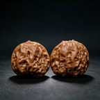 Timber Classics — Toad Head | 40.0mm × 33.0mm