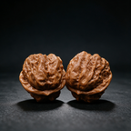 Timber Classics — Toad Head | 40.0mm × 33.0mm